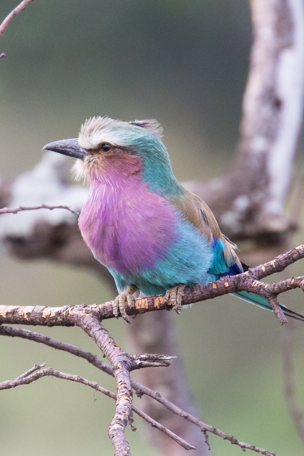 Lilac Breasted Roller in Maasai Mara, Kenya