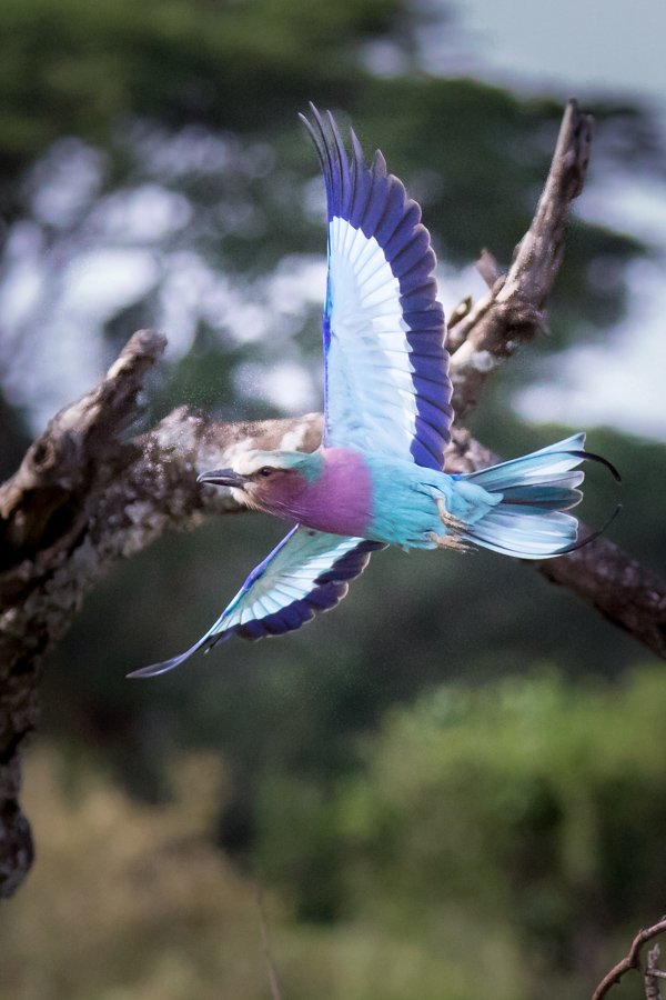 Flight in Maasai Mara, Kenya