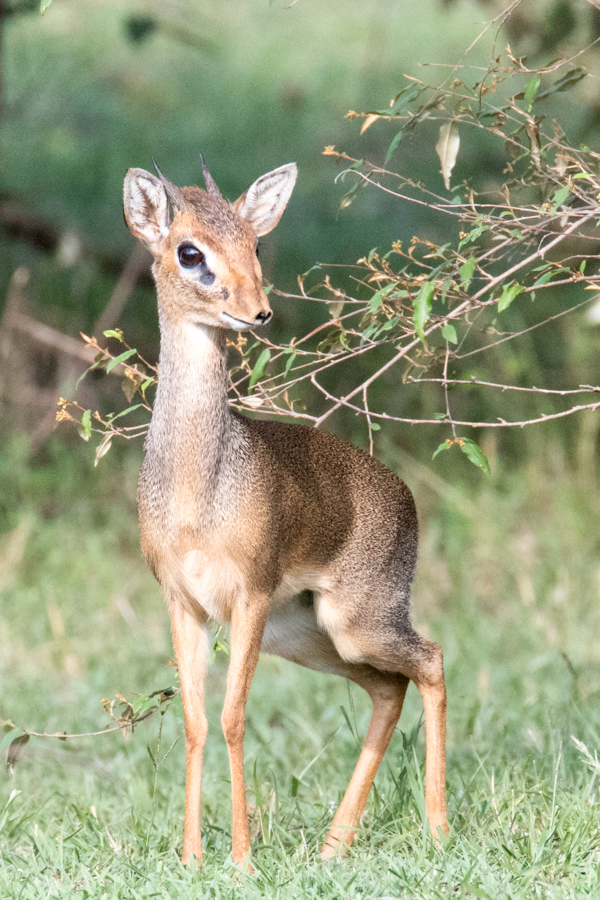 Little Horns in Maasai Mara, Kenya