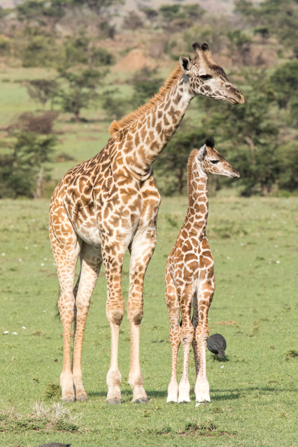Little Giraffe in Maasai Mara, Kenya