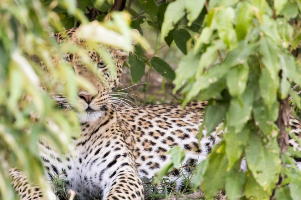 Hidden in Maasai Mara, Kenya