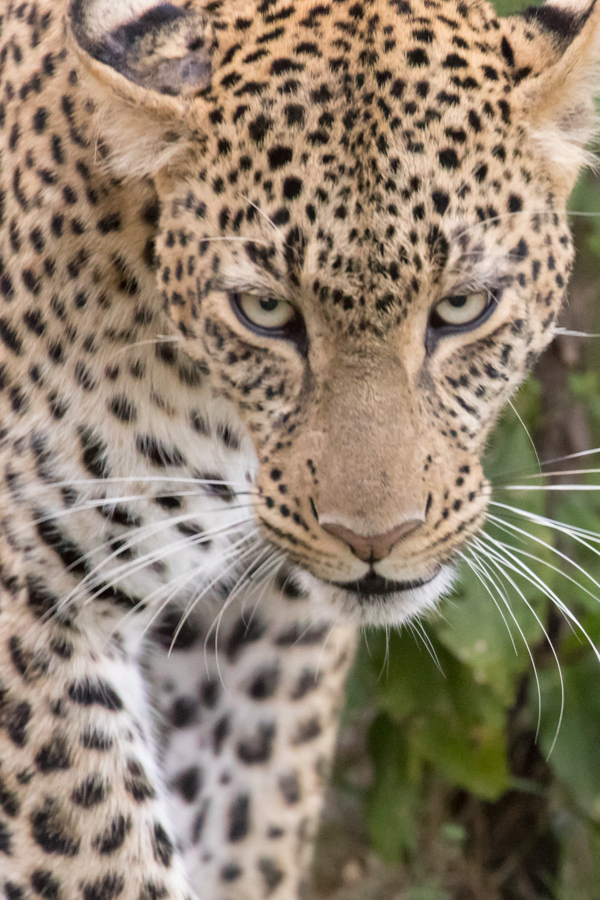 Intensity in Maasai Mara, Kenya