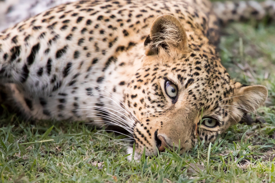 Relaxing in Maasai Mara, Kenya