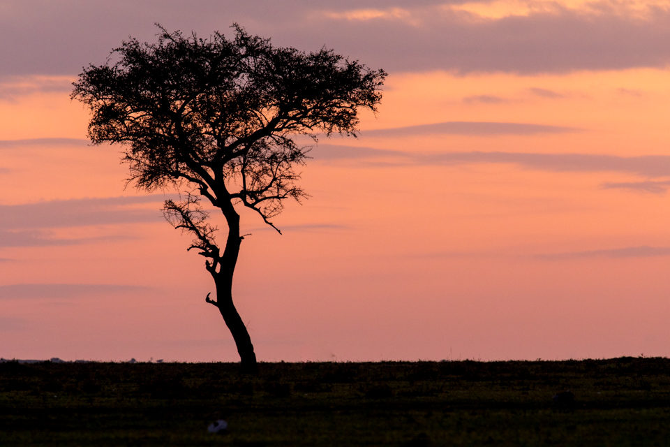 Acacia  in Maasai Mara, Kenya