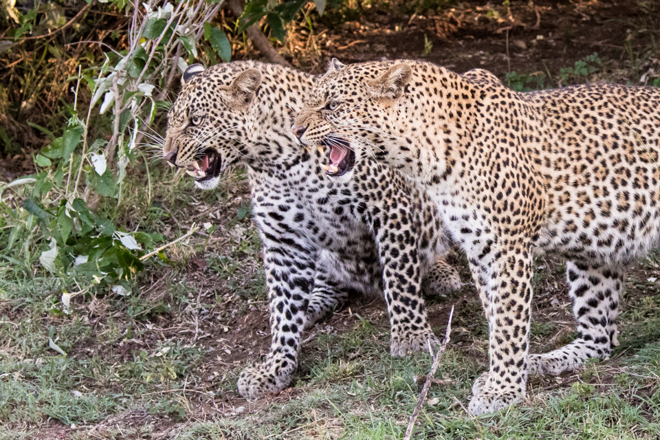 Angry Leopards in Maasai Mara, Kenya