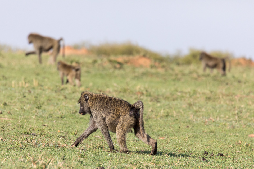 Searching for Food in Maasai Mara, Kenya