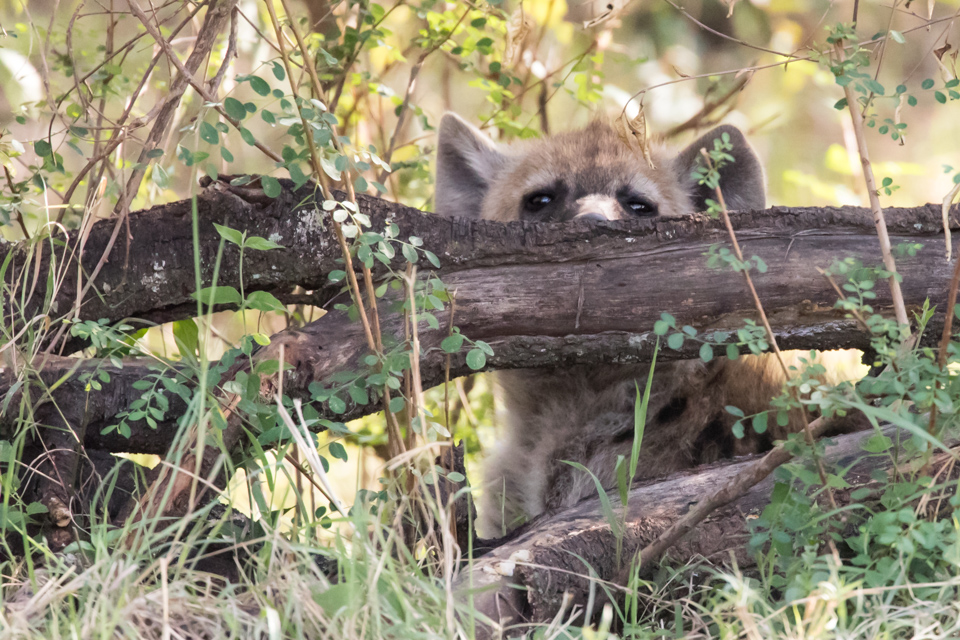 Peek a Boo in Maasai Mara, Kenya
