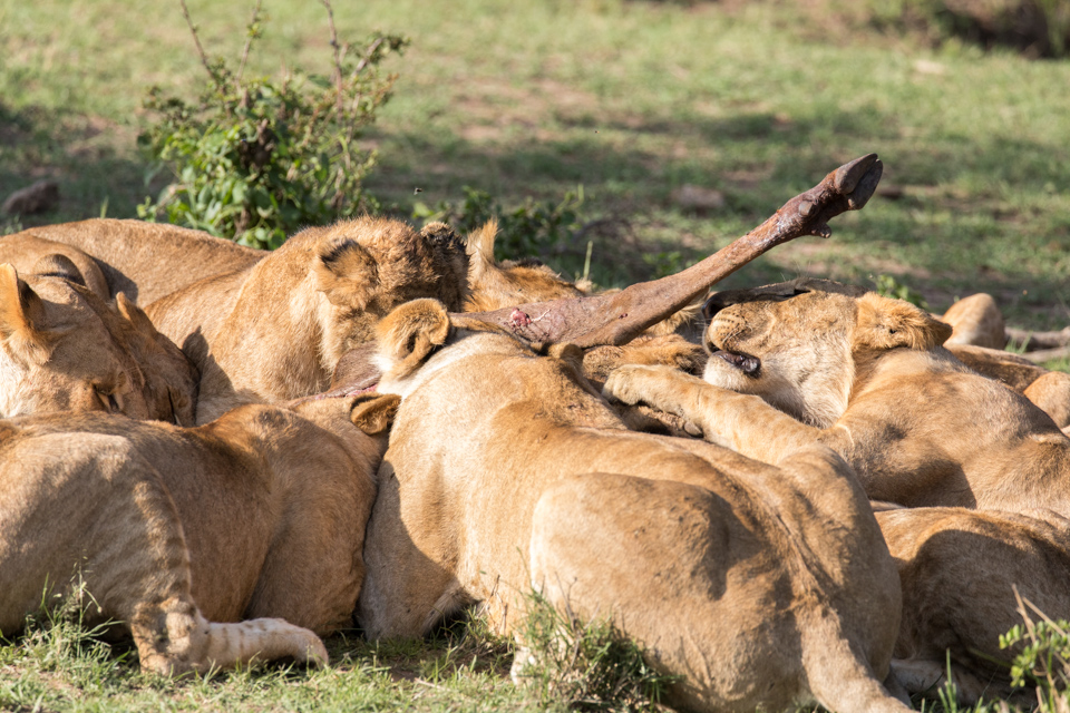 End of a Wildebeest in Maasai Mara, Kenya