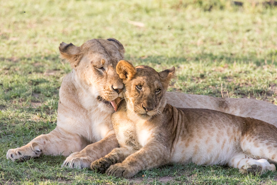 Getting a Bath in Maasai Mara, Kenya