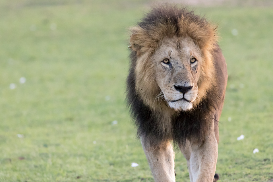 King in Maasai Mara, Kenya