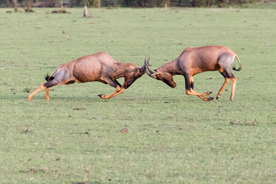 Hard Heads in Maasai Mara, Kenya