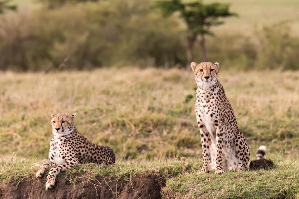 Watching in Maasai Mara, Kenya