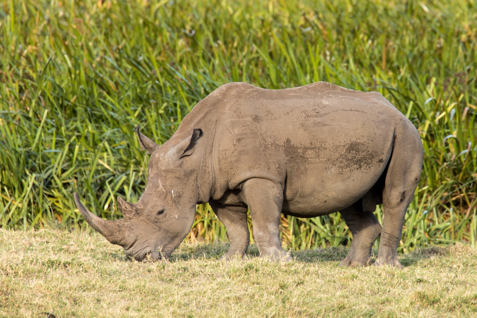 A Grey White Rhino in Lewa, Kenya