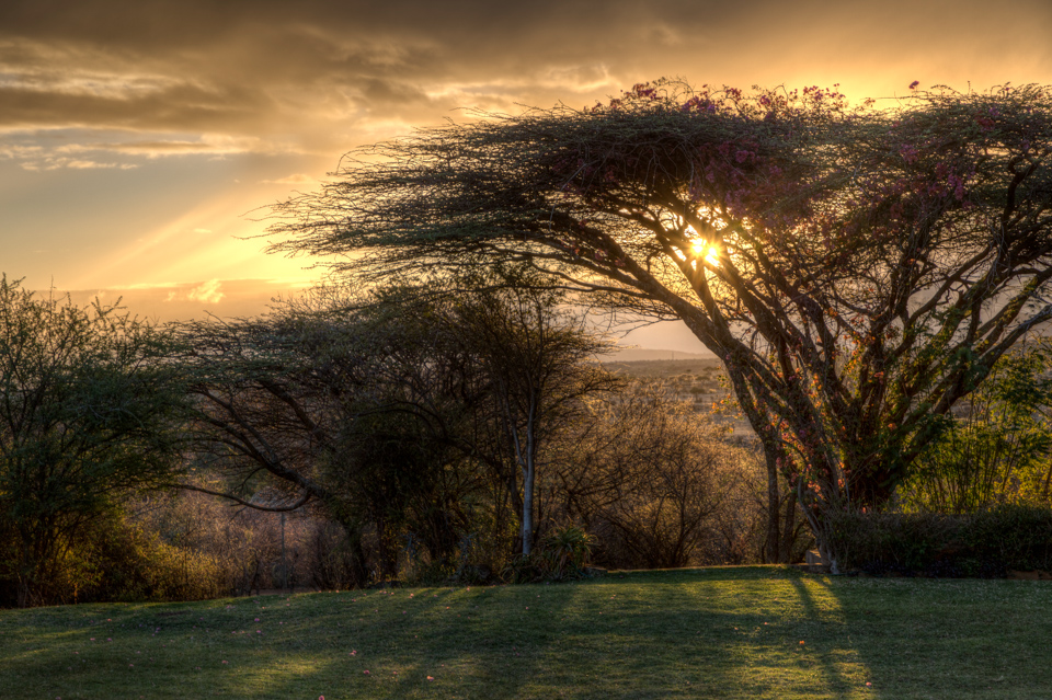 Sunrise In the Acacia in Lewa, Kenya