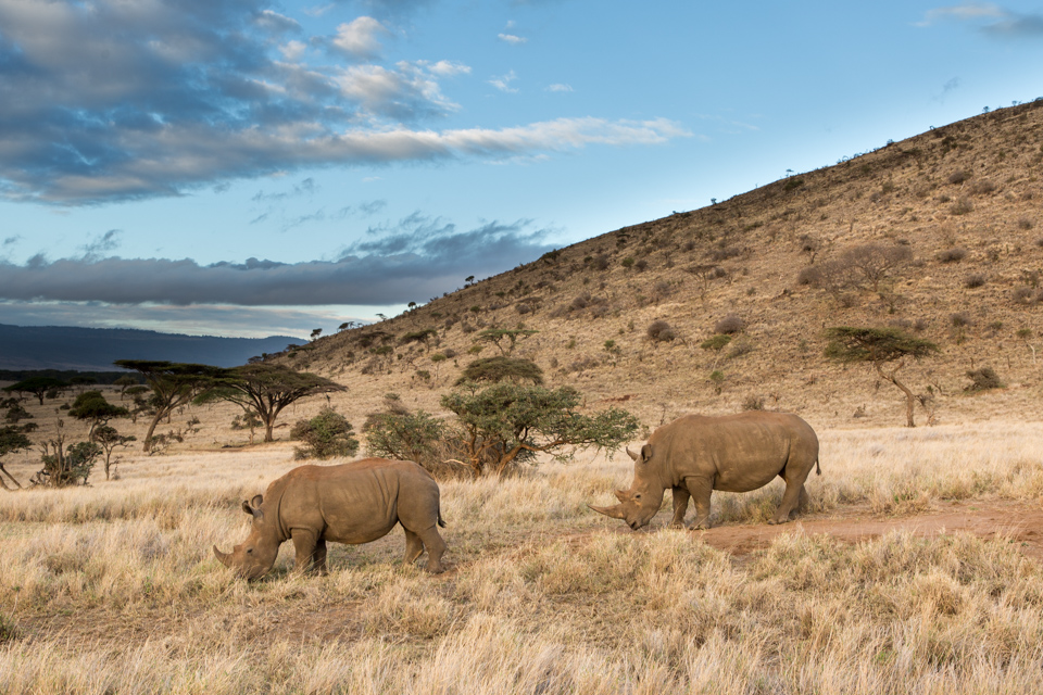 Rhino Breakfast in Lewa, Kenya
