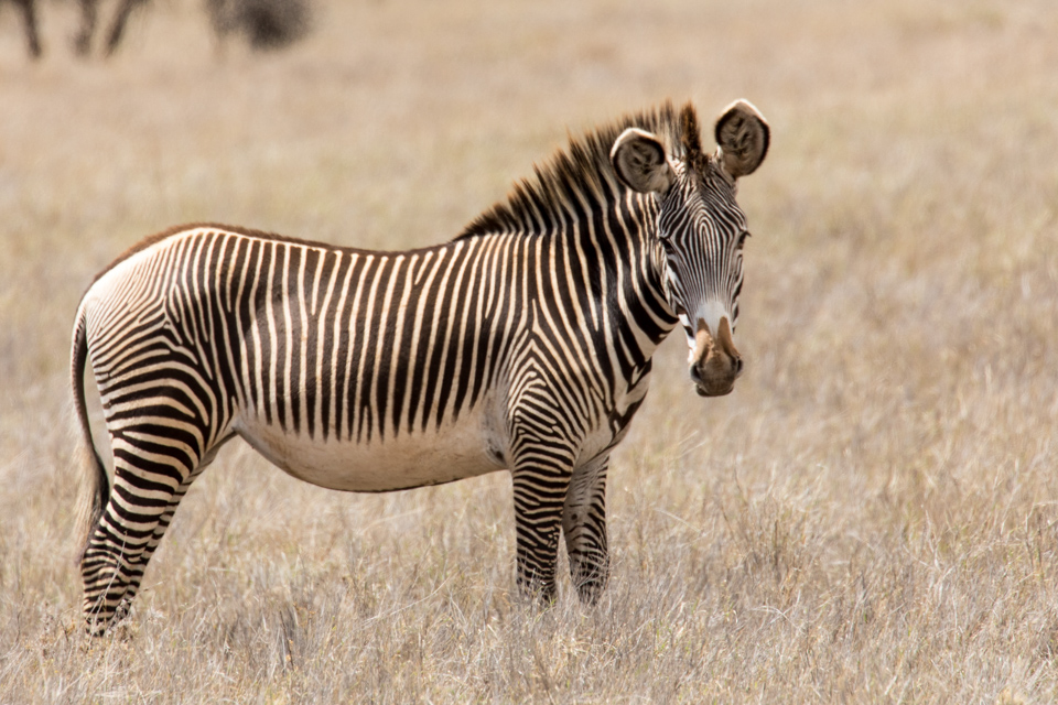 Grevy's zebra in Lewa, Kenya