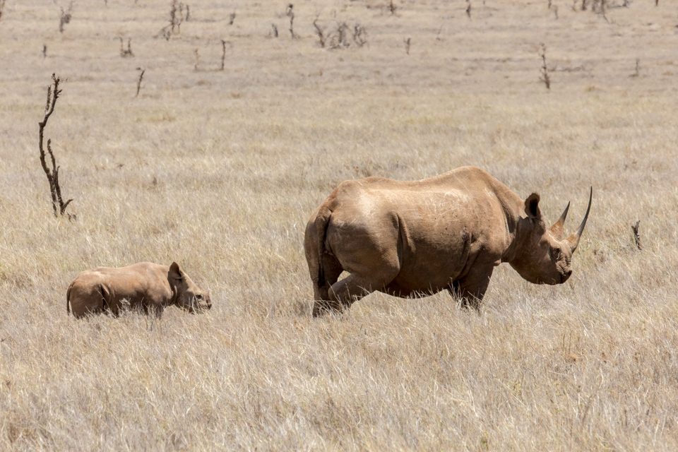 Baby Rhino in Lewa, Kenya