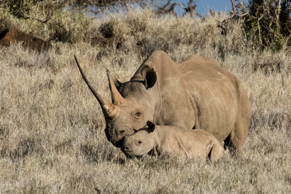Rhino Kid in Lewa, Kenya