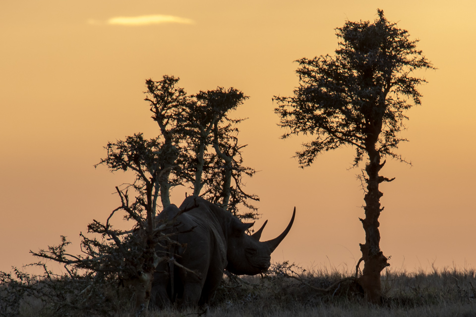 Rhino Silhouette  in Lewa, Kenya