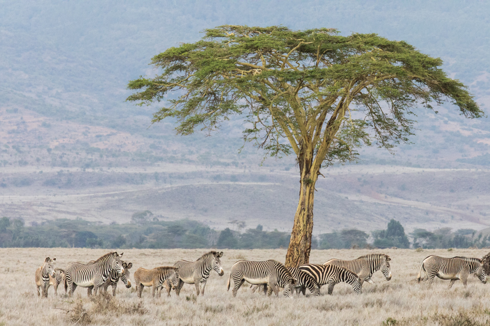 Africa Scene in Lewa, Kenya