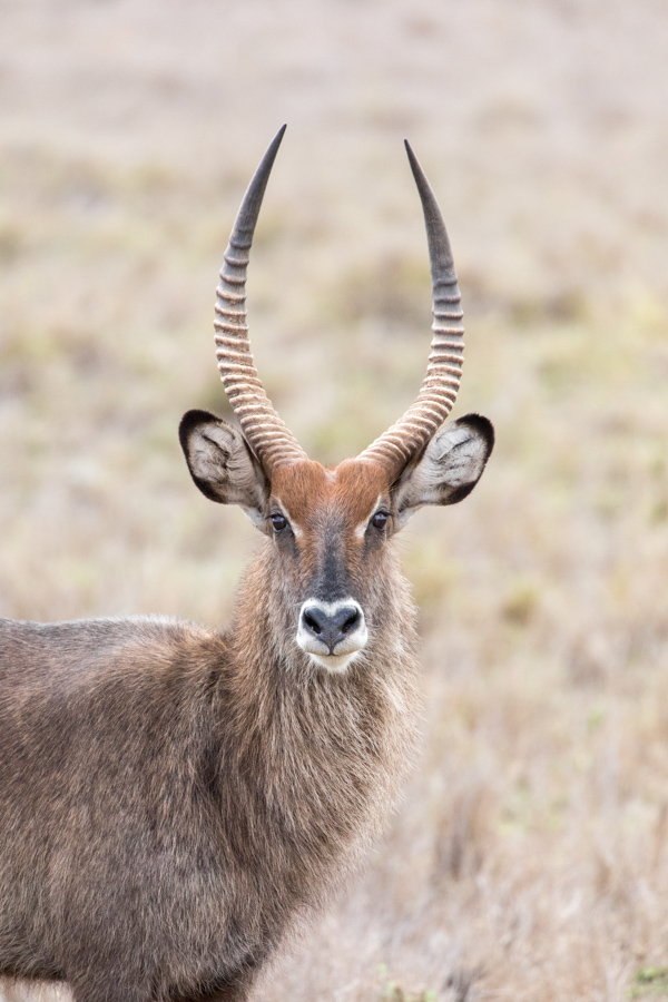 Nice Horns in Lewa, Kenya