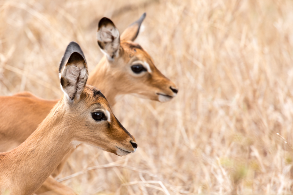 Gazelle Portrait  in Lewa, Kenya
