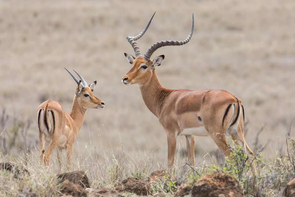 Boys in Lewa, Kenya