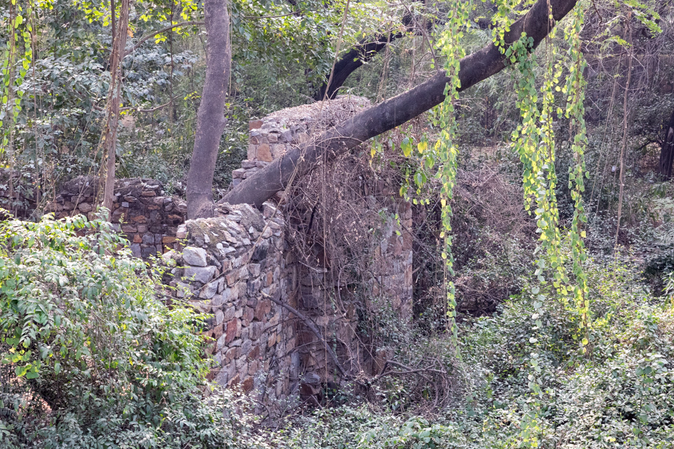 Runis in Delhi, India