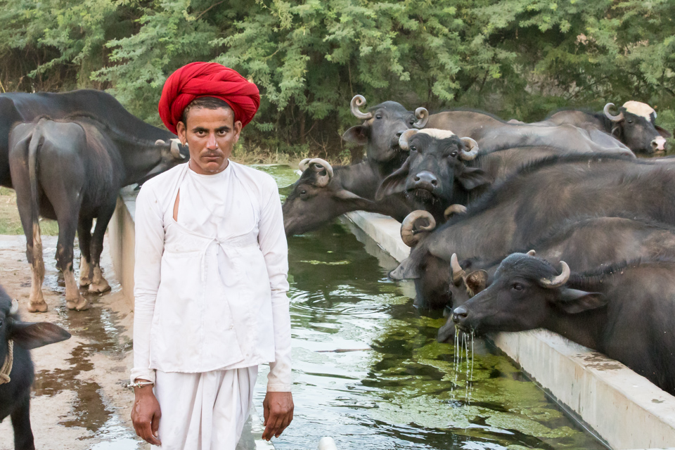 Buffalo Herder in Palanpur, India