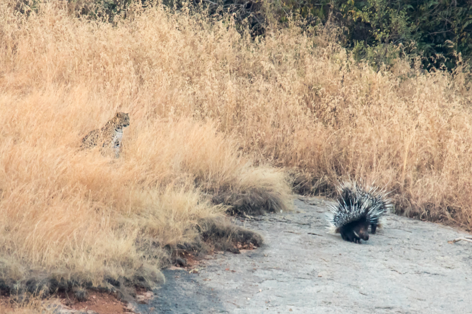 Confrontation in Bera, India