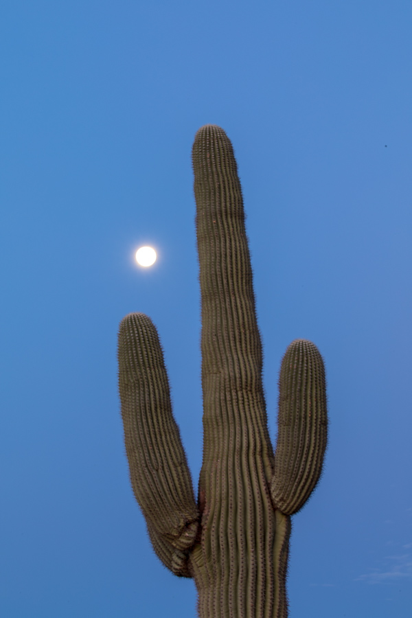 Cactus Moon in Phoenix, Arizona