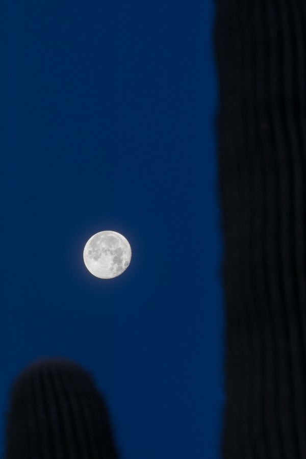 Desert Moon in Phoenix, Arizona