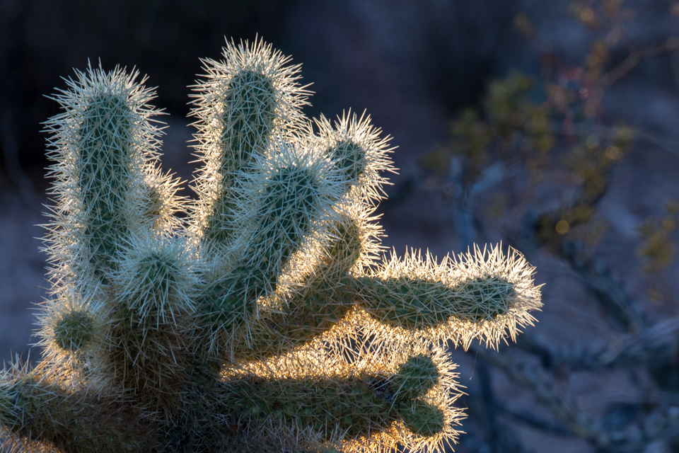 Light on Cactus in Phoenix, Arizona