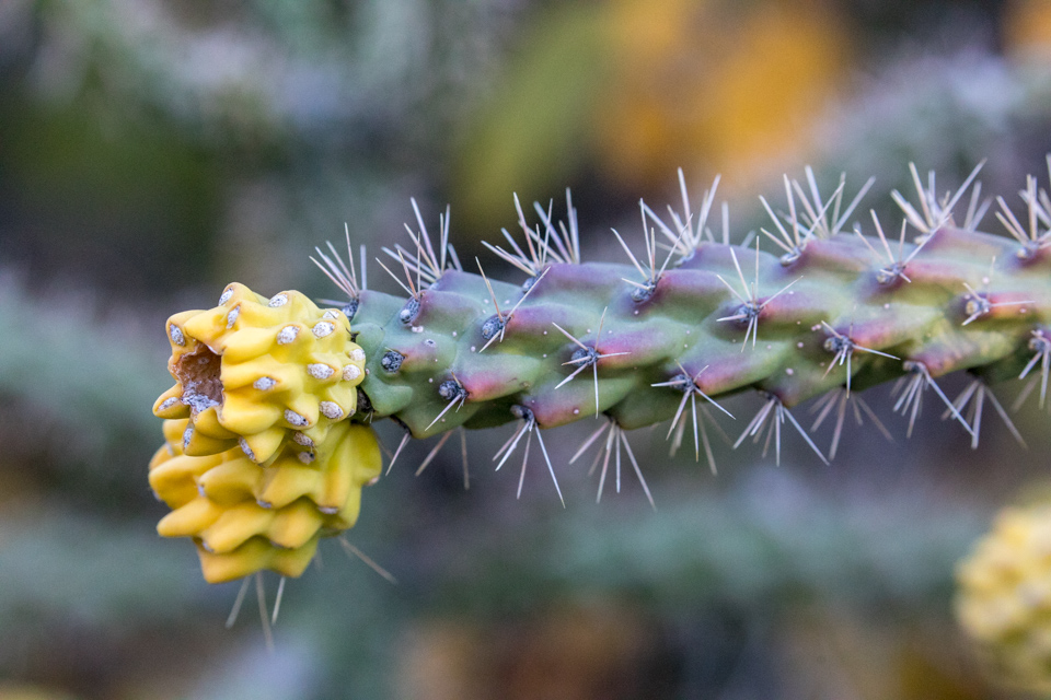 Fruit in Phoenix, Arizona