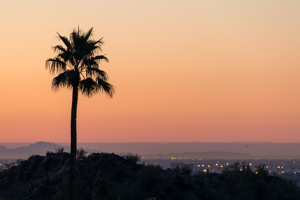Palm Sunrise in Phoenix, Arizona