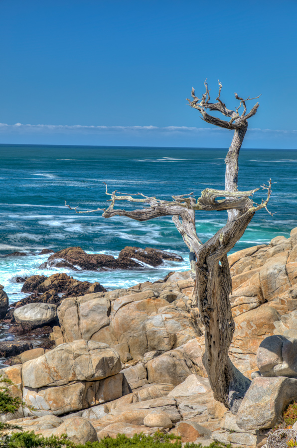Old Tree in Carmel, California