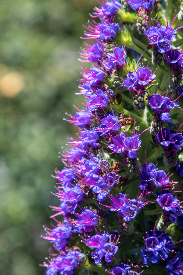Purple Haze in Carmel, California
