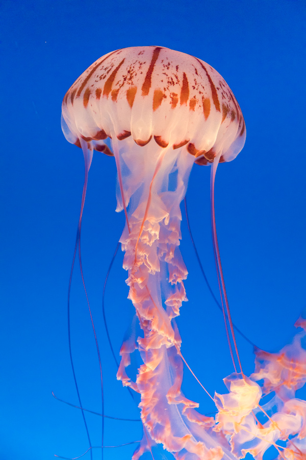 Jelly in Blue in Monterey, California