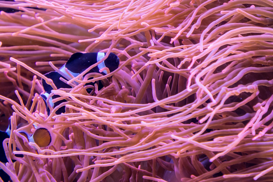 I See You in Monterey, California