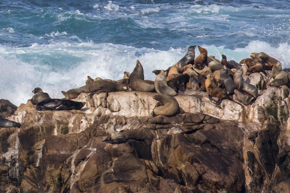 Friends in Carmel, California