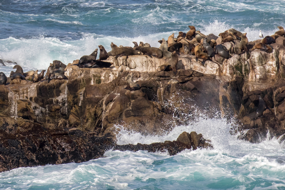 Cold Perch in Carmel, California