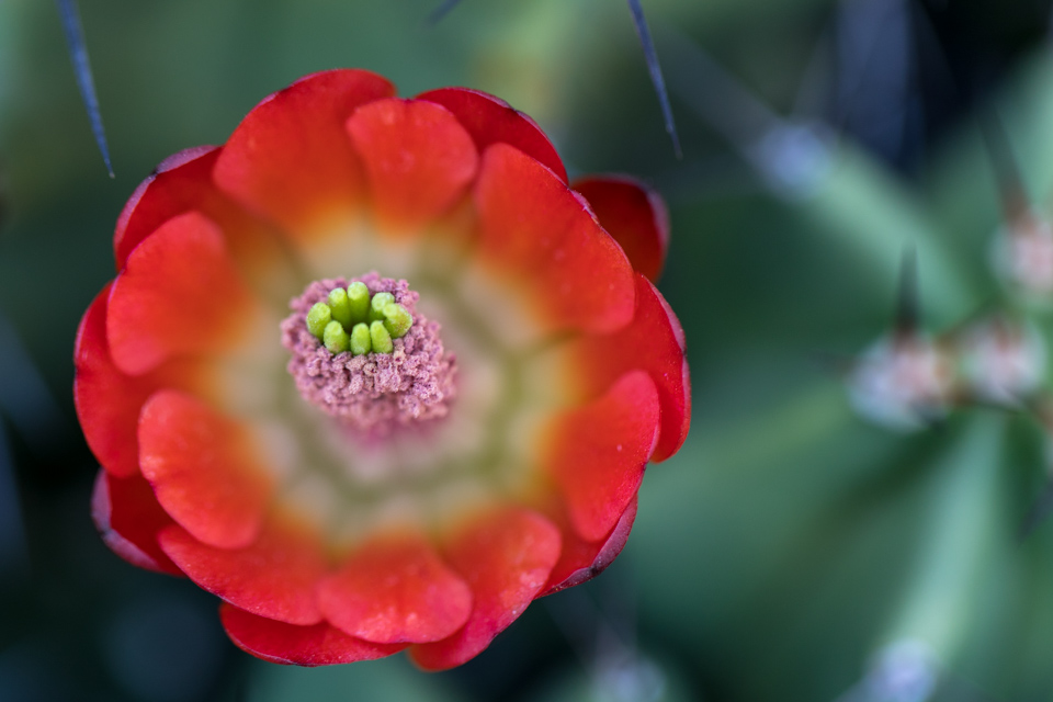 Cactus Flower in Phoenix, Arizona