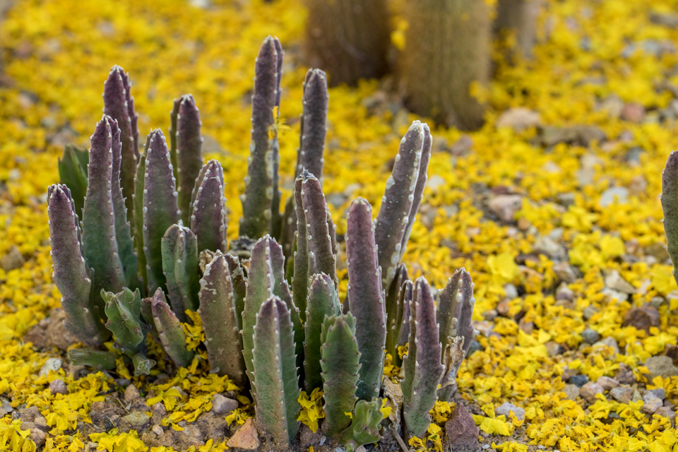 Little Forest in Phoenix, Arizona