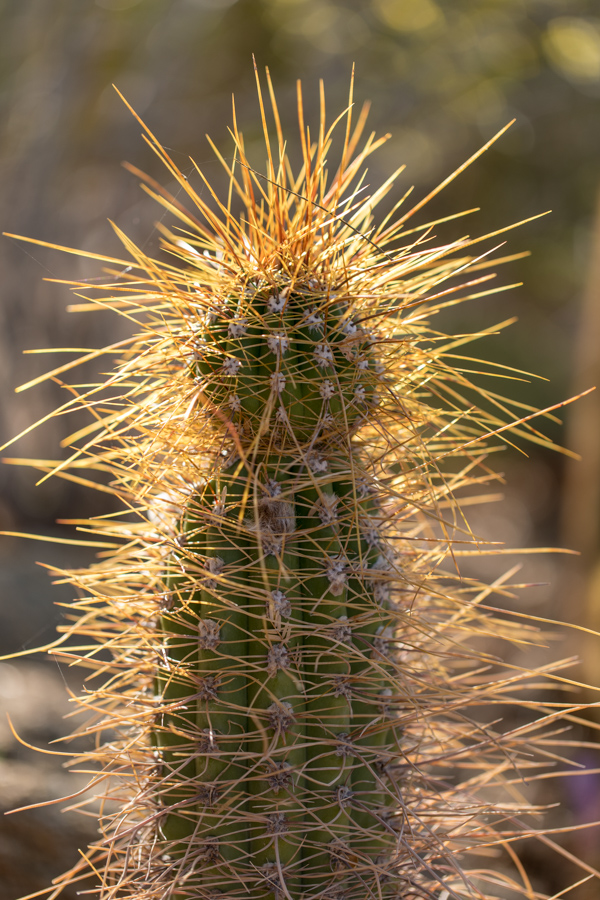 Spines Spines in Phoenix, Arizona