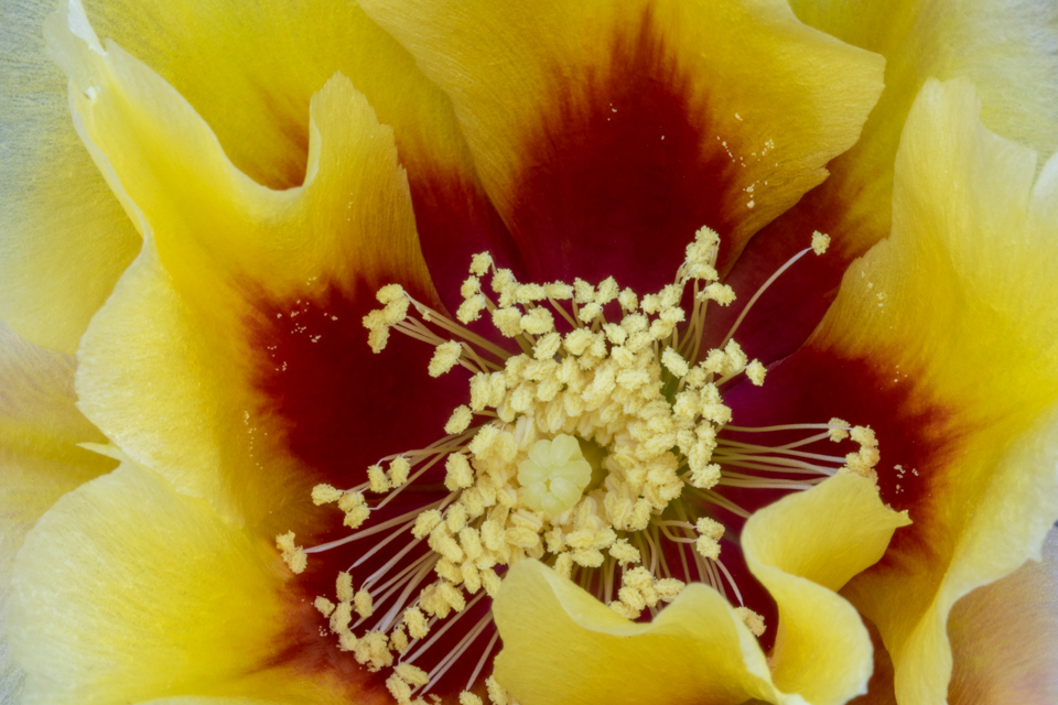 Yellow Burst in Phoenix, Arizona