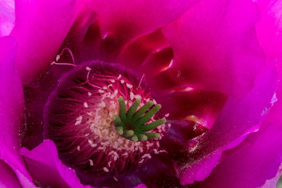 Purple World in Phoenix, Arizona