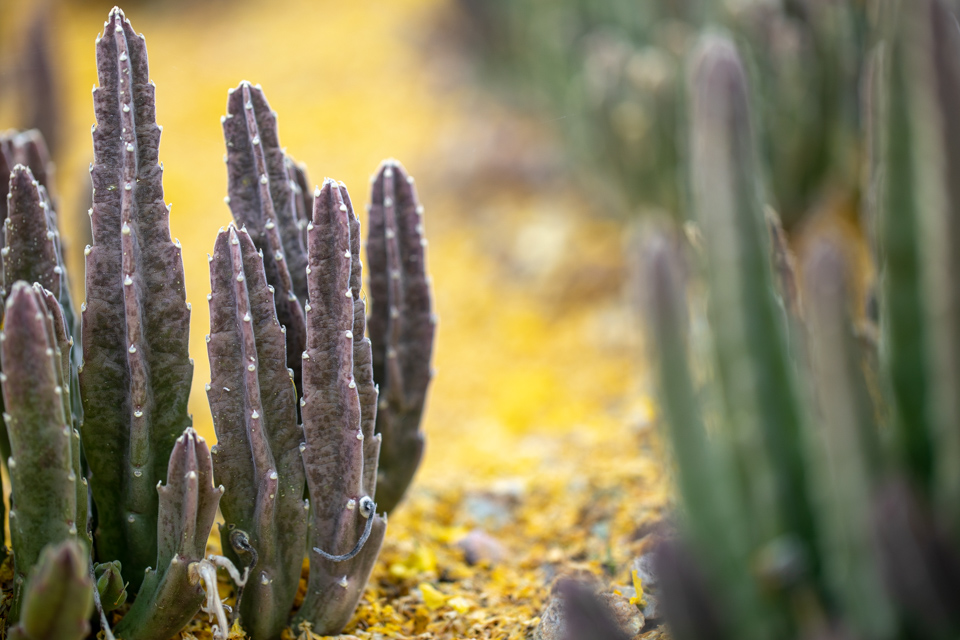 Small Cactus in Columbus, Georgia