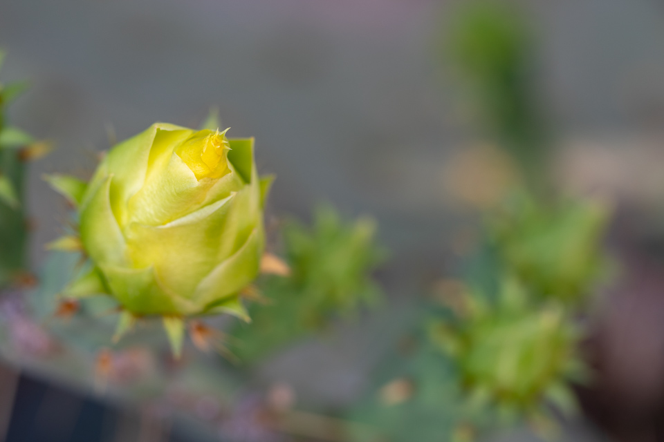 Pear Bud in Phoenix, Arizona