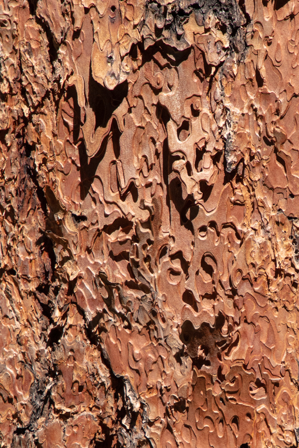 Ponderosa Bark in Flagstaff, Arizona
