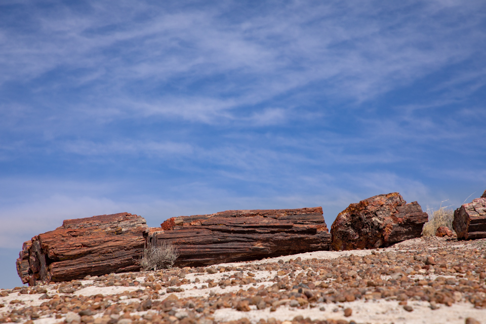 Rock Tree in Winslow, Arizona